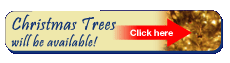 Christmas Trees Available